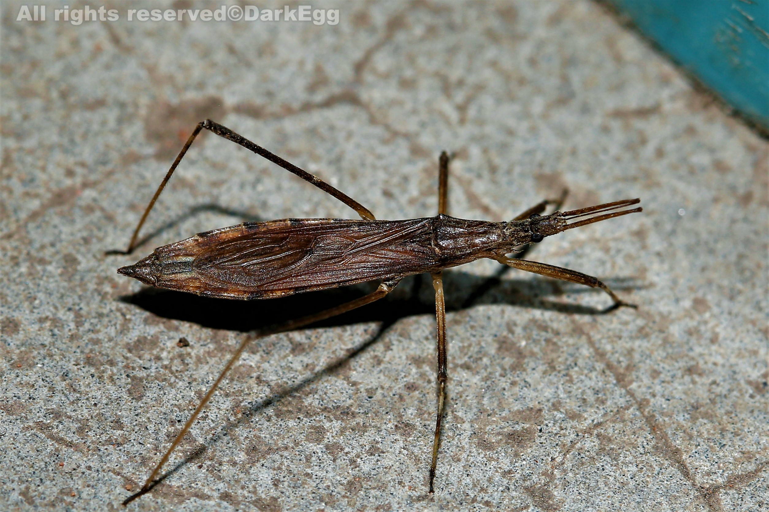 污刺胸猎蝽 pygolampis foeda