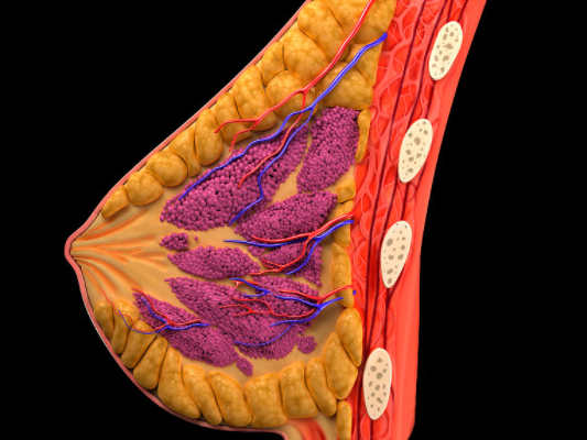 乳房结构图