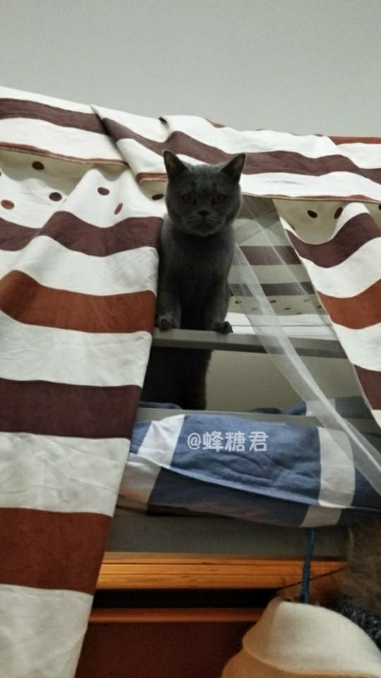舍友养蓝猫以后是什么体验