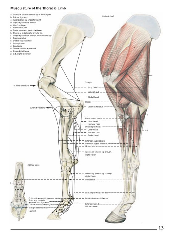 先甩一张马前肢的肌肉解剖图感受一下,感兴趣的话,就和语马一起学马体
