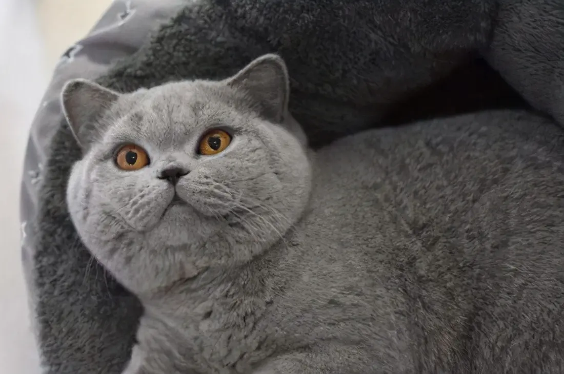 no.5 英国短毛猫