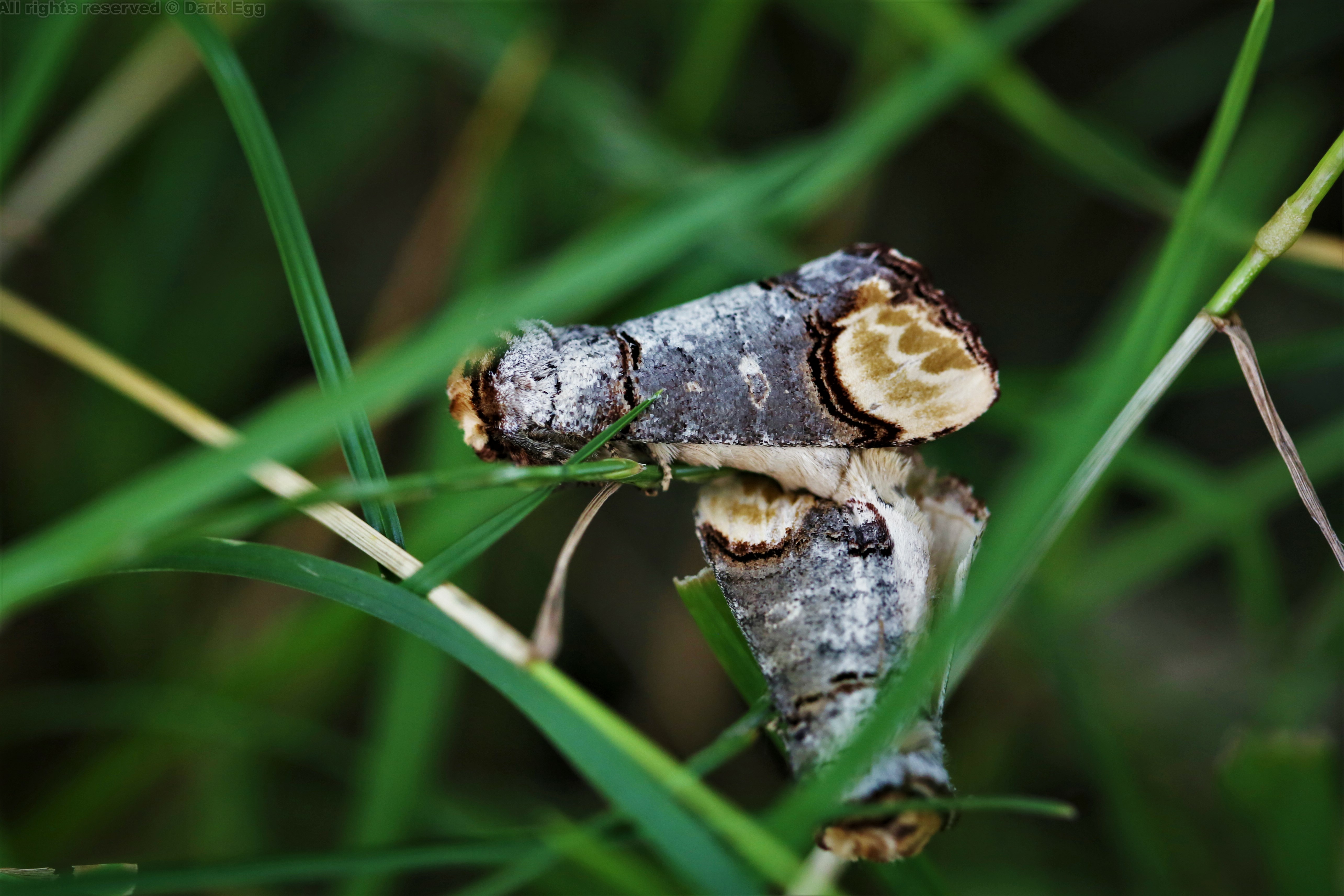 圆掌舟蛾 phalera bucephala