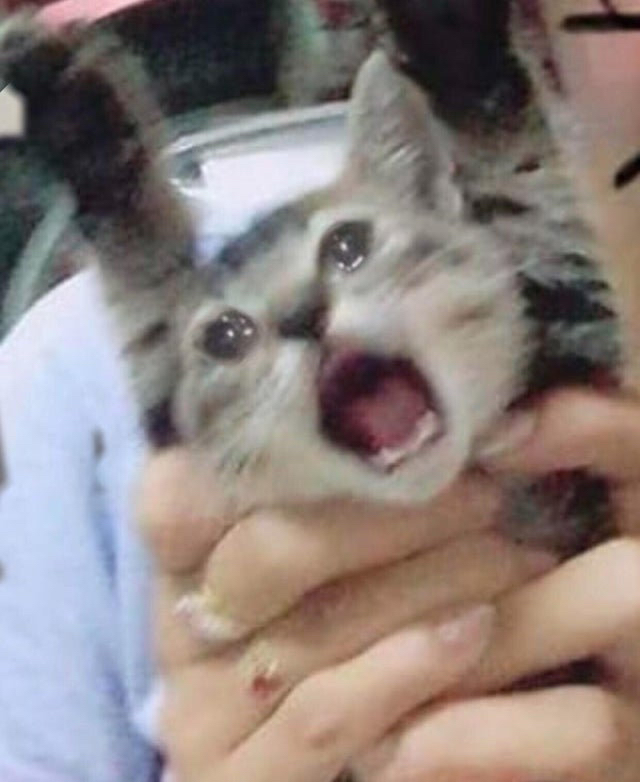 流泪猫猫头表情包最全