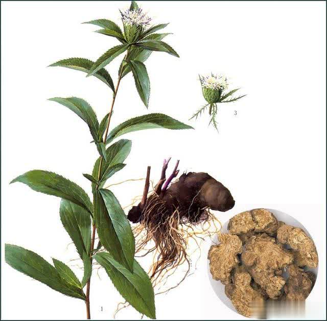 苍术原植物,花,根及中药饮片图