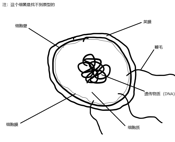 细胞膜,细胞质等部分构成,但没有成形的细胞核(高中称它为拟核),遗传