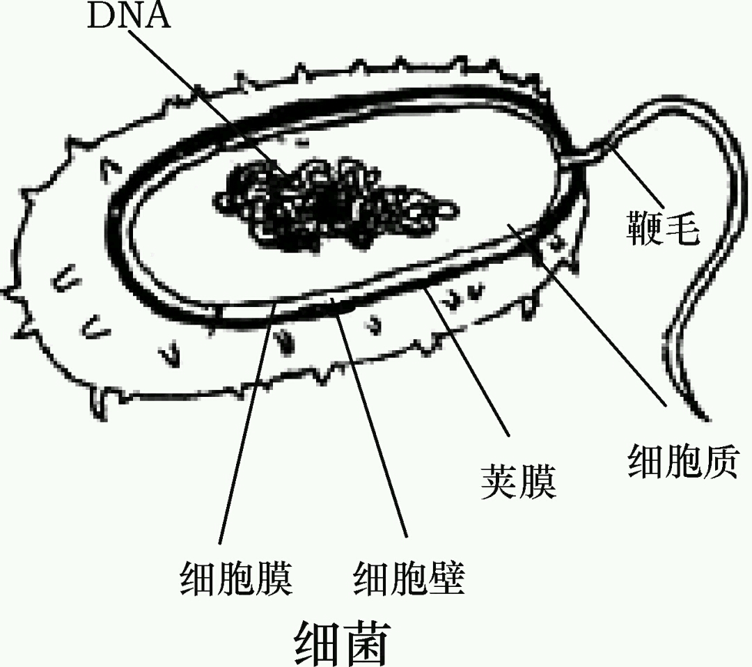 初中生物识图题常用结构示意图