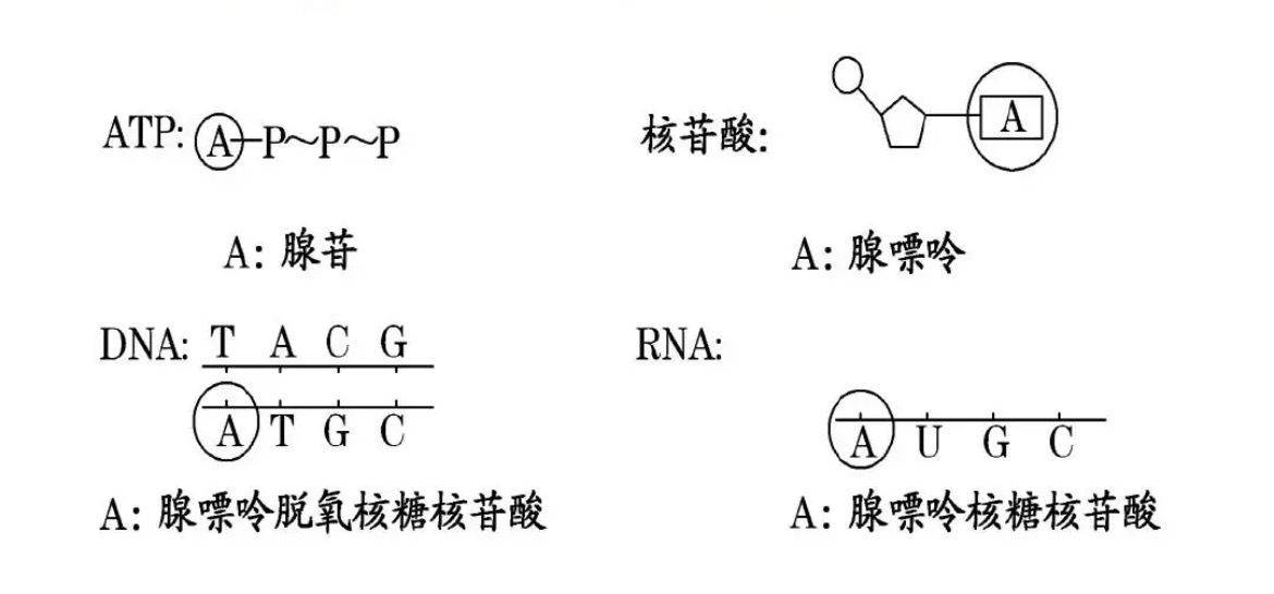 核苷酸ATCGDNARNAATP辨析 哔哩哔哩