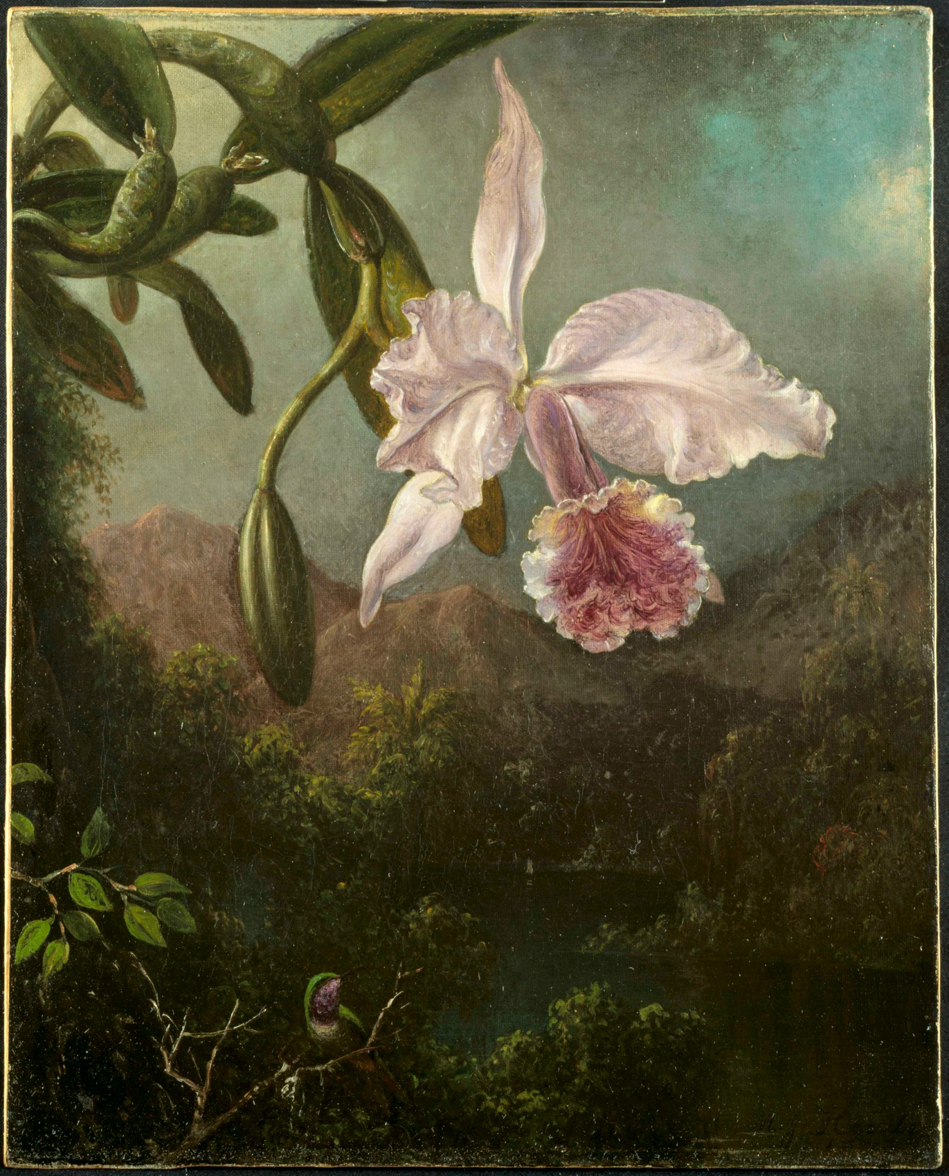 绽放的兰花 martin johnson heade 布面油画 47.