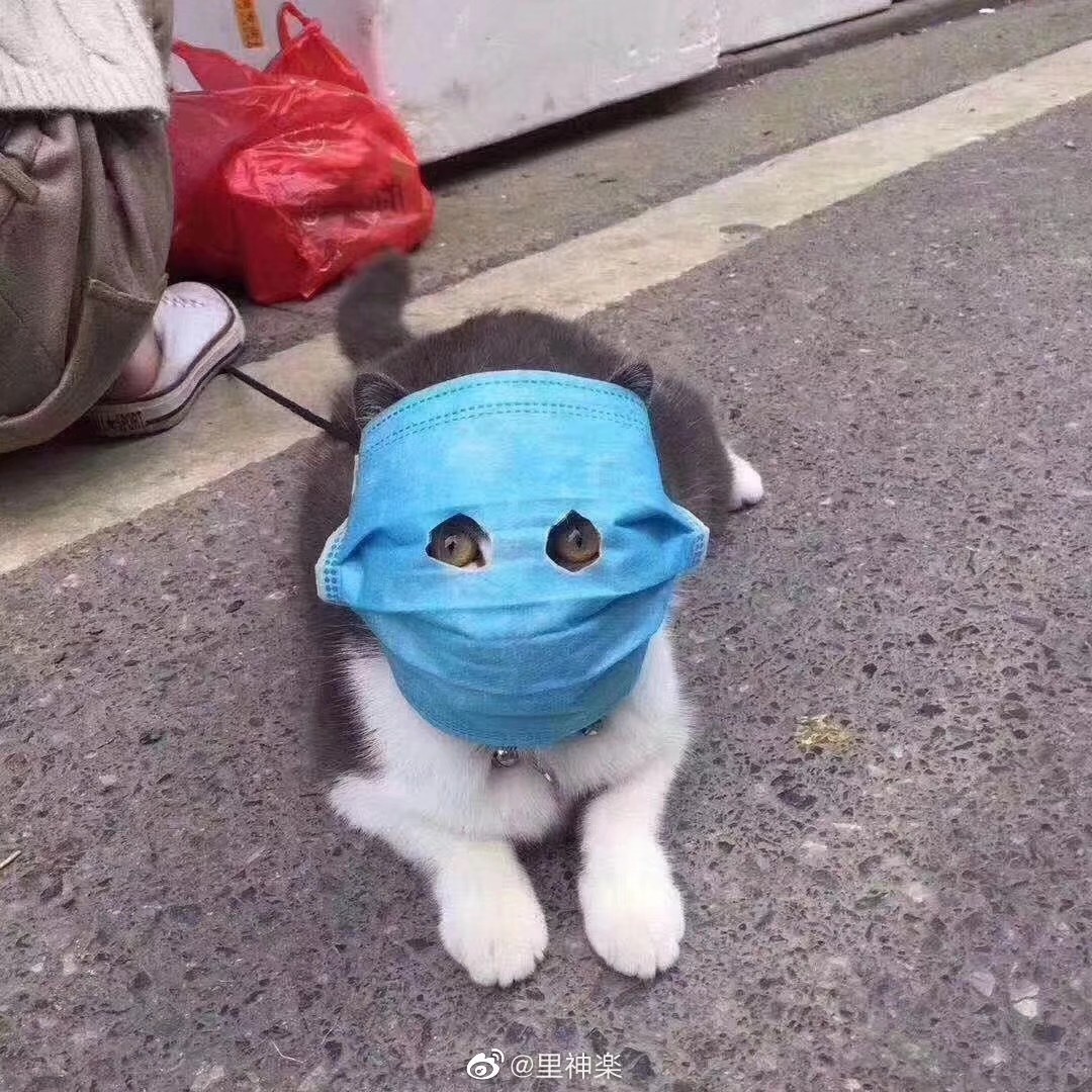 (猫中悍匪,rush b!)