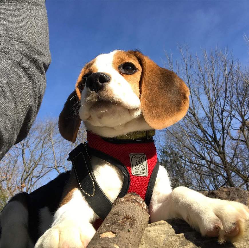 史努比的原型原来是它, 有着一双超萌大耳朵的比格猎兔犬!