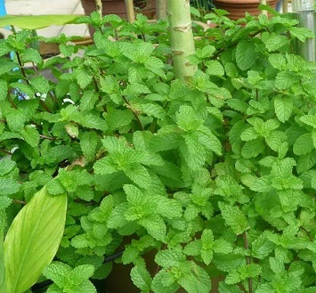 薄荷和藿香的功效,泡茶喝清香可口