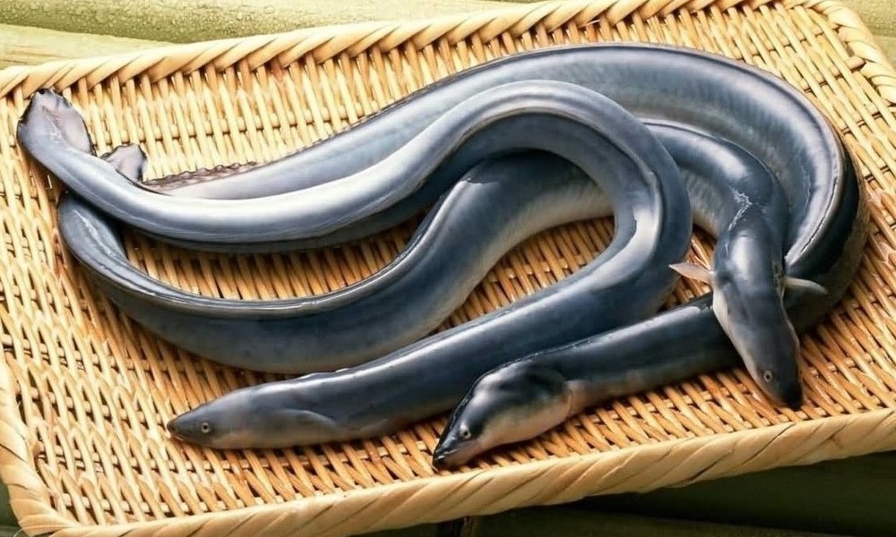 日本鳗鲡(anguilla japonica)