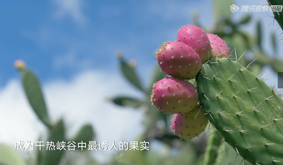 推荐篇《水果传》第二季