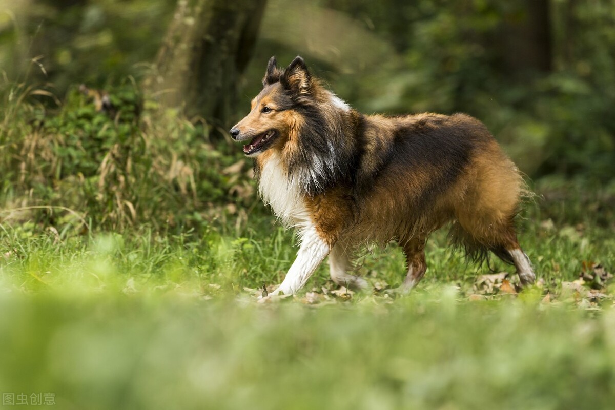 对于喜乐蒂情有独钟的朋友,可以看一下你是否适合养喜乐蒂牧羊犬