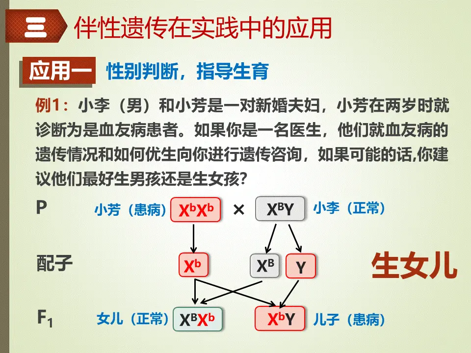 2.3伴性遗传