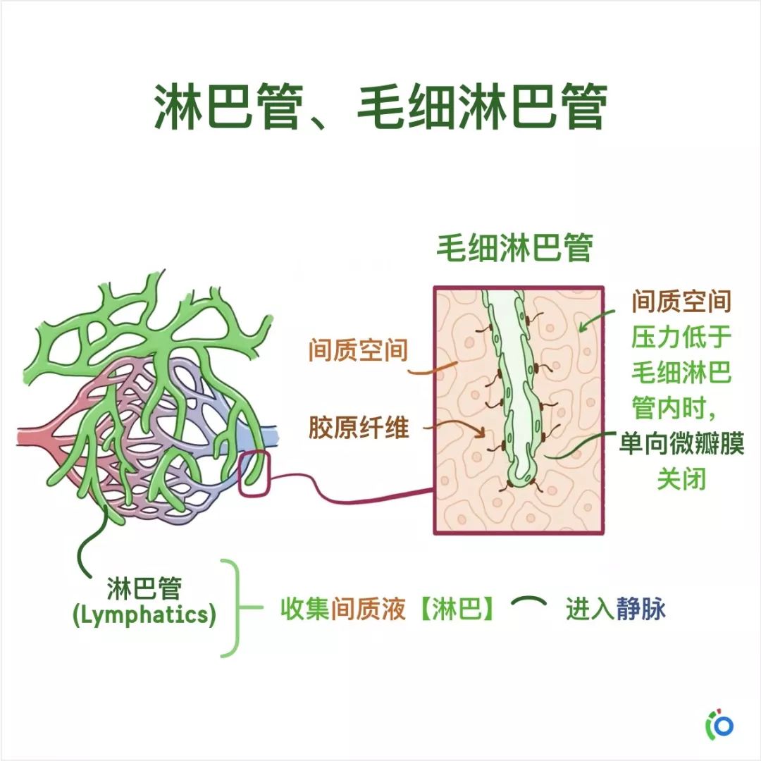 解剖与生理(中文版学习卡)淋巴系统指的是单向的淋巴管网络,允许