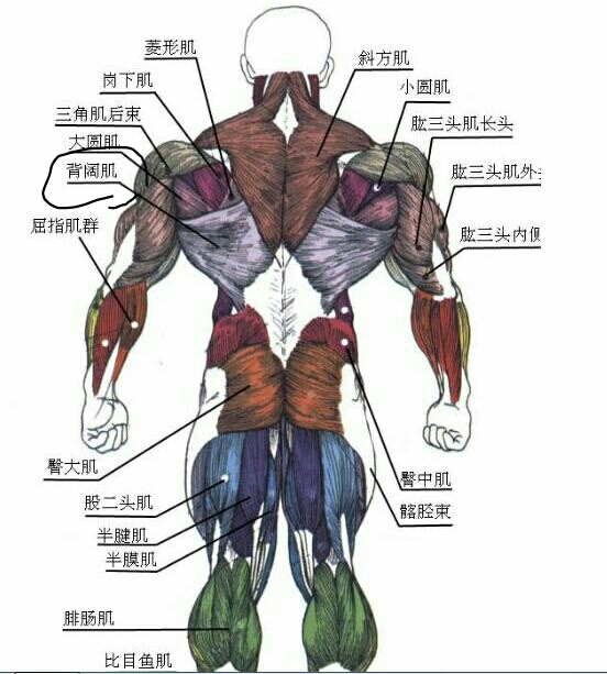 功能:可内收,内旋及伸臂;并协同胸大肌胸肋部和大圆肌,对抗阻力下拉