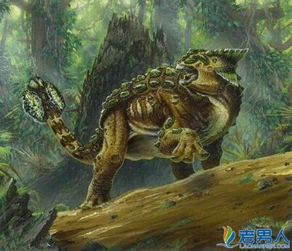 甲龙有个像高尔夫球棒一样的尾巴.