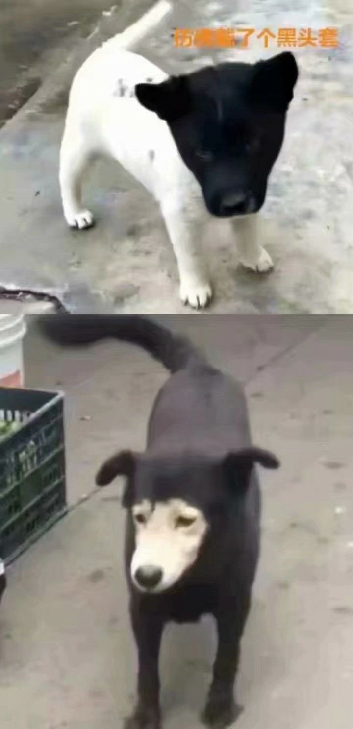 你们要的沙雕情头都在这里