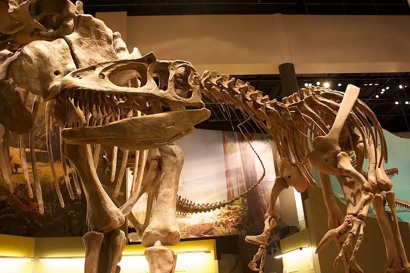 食蜥王龙 下面摘自 普林斯顿恐龙大图鉴 对巨食蜥王龙的描述: 足够多