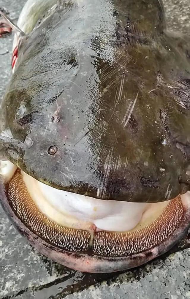 黑龙江凶猛的大型肉食鱼怀头鲶,用路亚钓法擒上岸