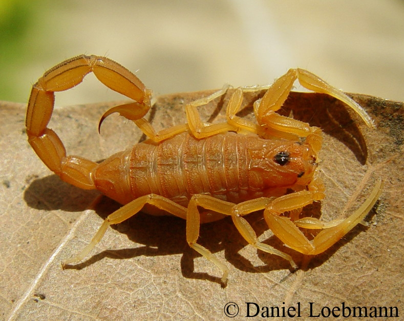 centrurus barythenar penther 1913 rhopalurus roc