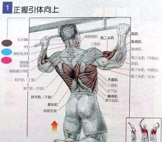 3种另类的锻炼肱二头肌的技巧