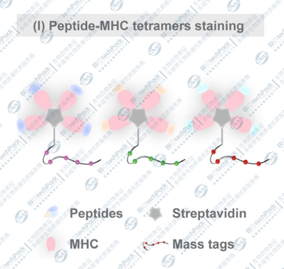 质谱流式可检测的细胞指标基于四聚体的抗原特异性T细胞筛选 百泰派克生物科技BTP 哔哩哔哩