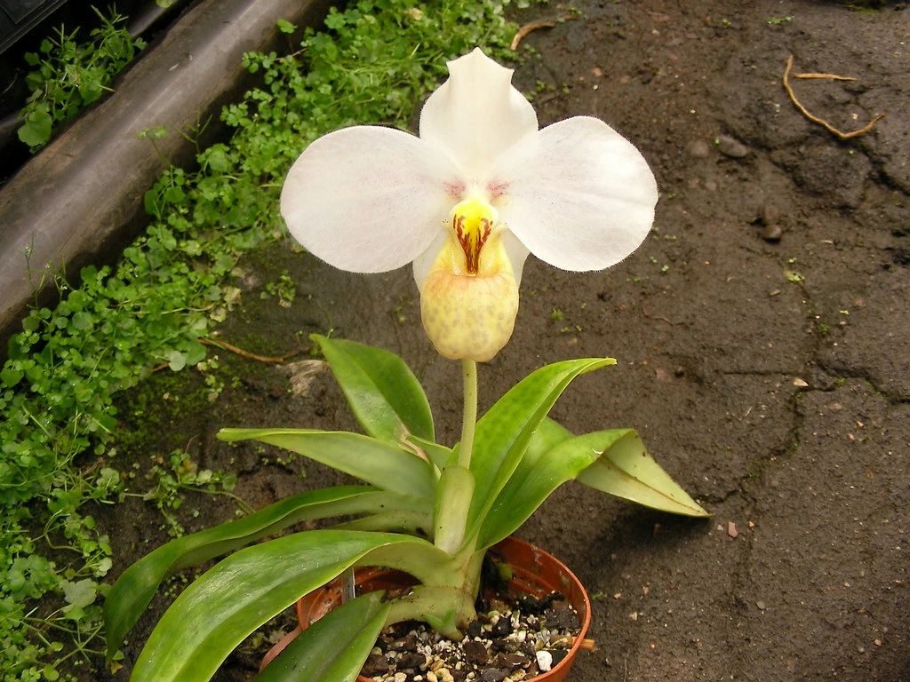 白花兜兰paphiopedilum emersonii(花朵在夜晚有香味)