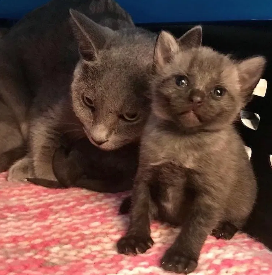 4只小灰猫被女子捡到,养了一个月后毛色变黑,猫妈妈却