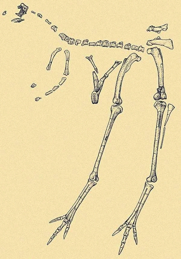 拟鸟龙正模标本的骨骼线图,其长长的后肢非常像鸟类