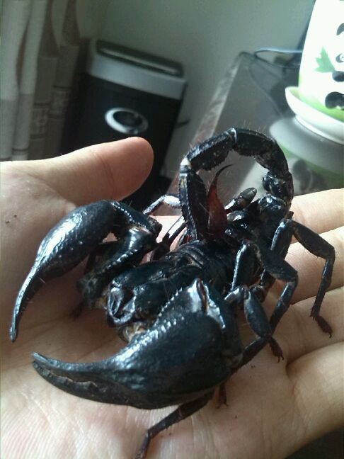 因为亚洲雨林蝎与帝王蝎,马来西亚雨林蝎幼蝎外观相当相似,某些宠物