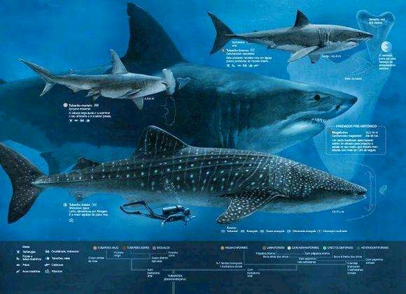 巨齿鲨和几种现代大鲨(底下那个最小的不是鲨鱼,是羊膜动物)