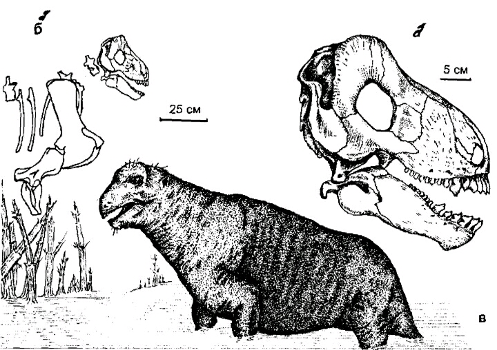 生活 日常 毛子书中的一些奇妙插图 工匠 埃纳托龙ennatosaurus