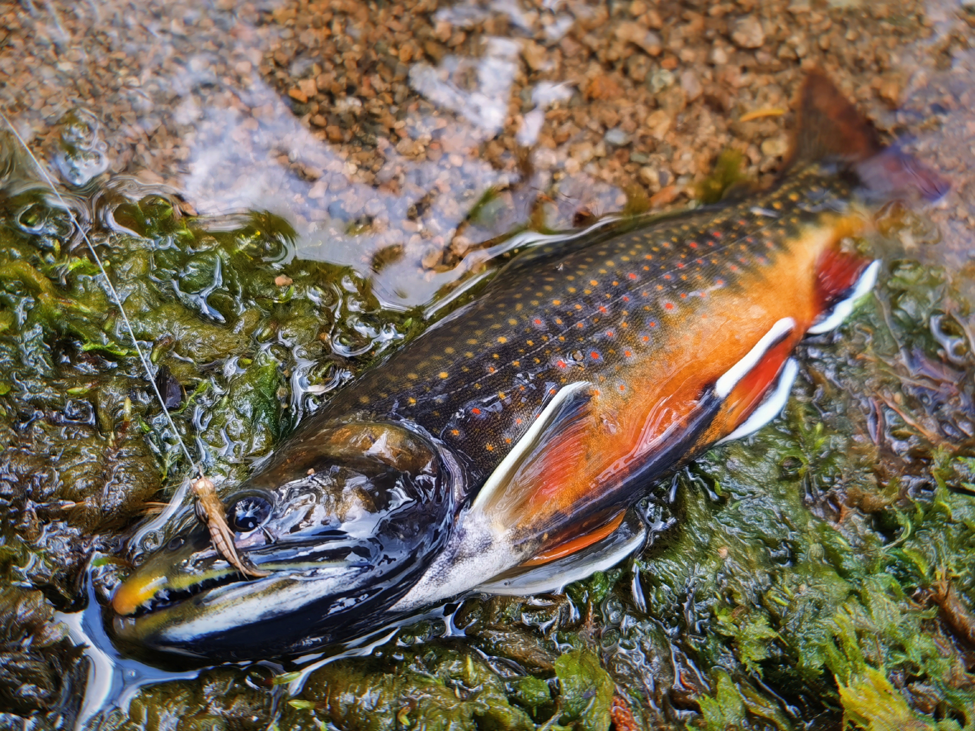 up主朋友在东北溪流里钓获的花糕红点鲑(dolly varden trout),已放流