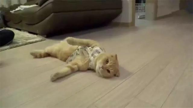 橘猫模仿人类坐姿长达三年,猫咪软骨病勿轻视,铲屎官