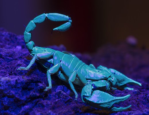 euscorpius sp.