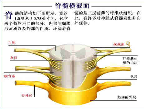 史上最全的人体(组织器官)全图