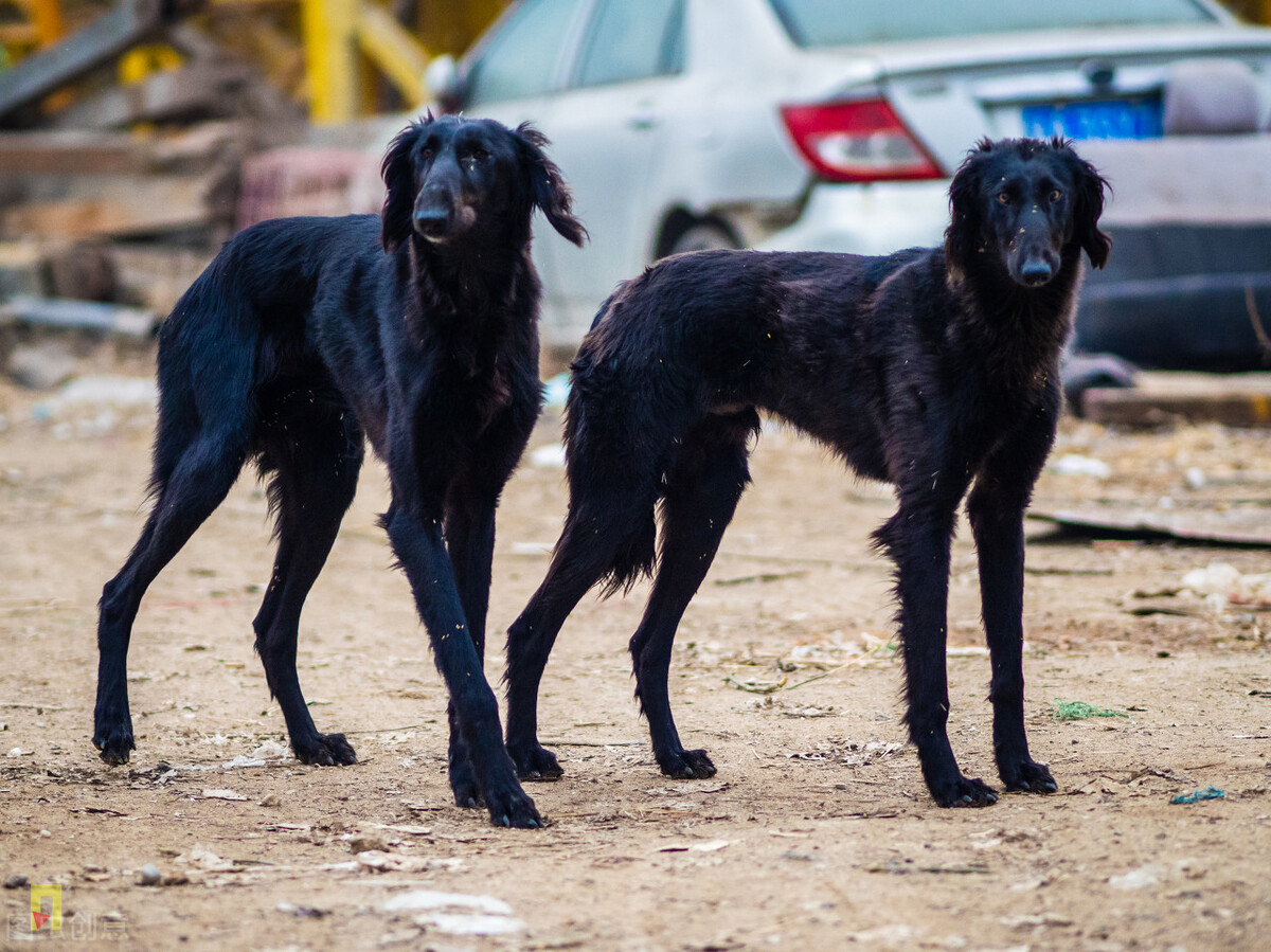 2,法老王猎犬