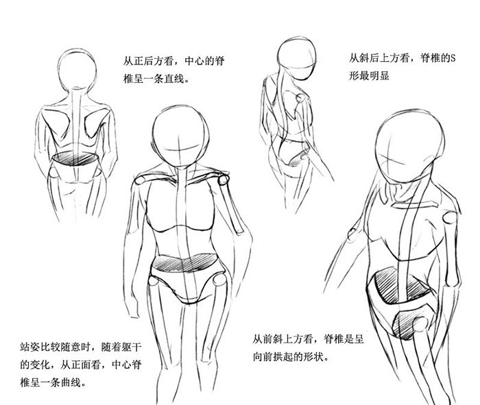 【绘画教程】人体躯干怎么画?动漫人物身体躯干绘画技巧