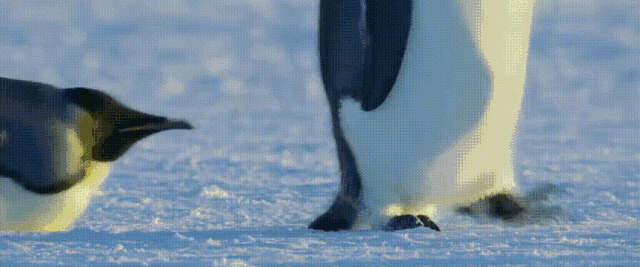 壁纸 动物 企鹅 640_267 gif 动态图 动图