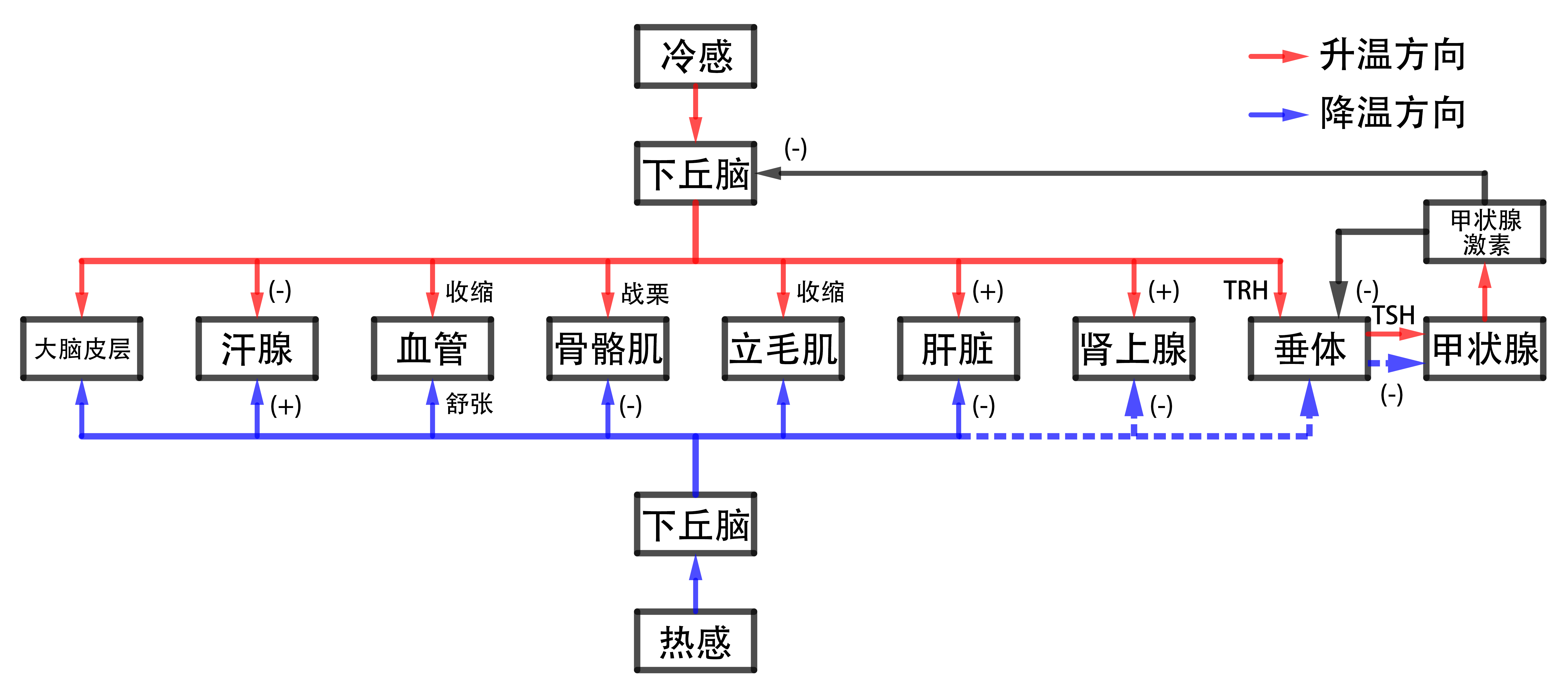体温调节,甲状腺激素的分级调节示意图