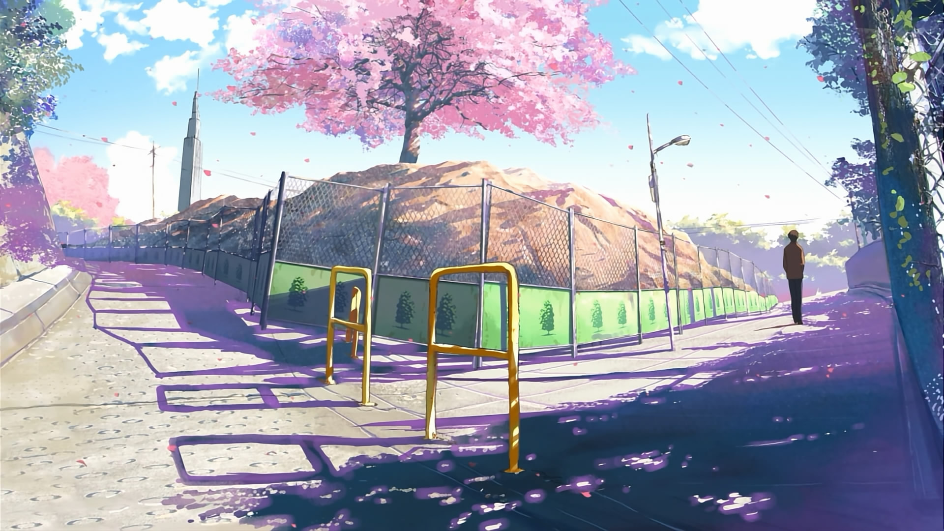 远景:贵树走在樱花盛开的路上