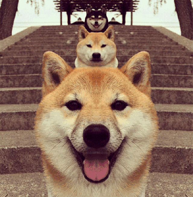 网友:这些狗拍照的样子,像极了我被迫相亲时的样子