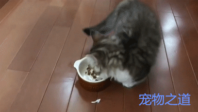 这只小猫咪好搞笑,吃着吃着猫粮,突然停下来做了一个奇怪动作