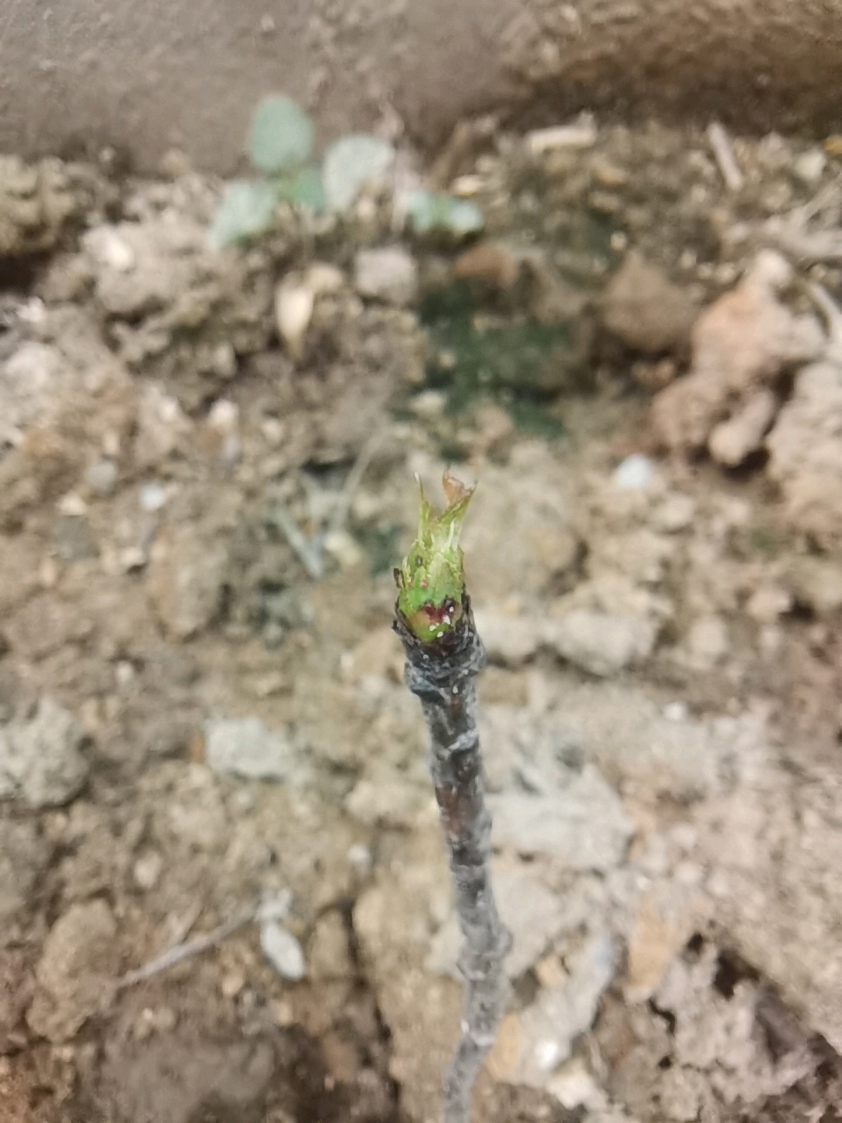 以为死掉的车厘子树,居然顽强的存活,并且发出新芽