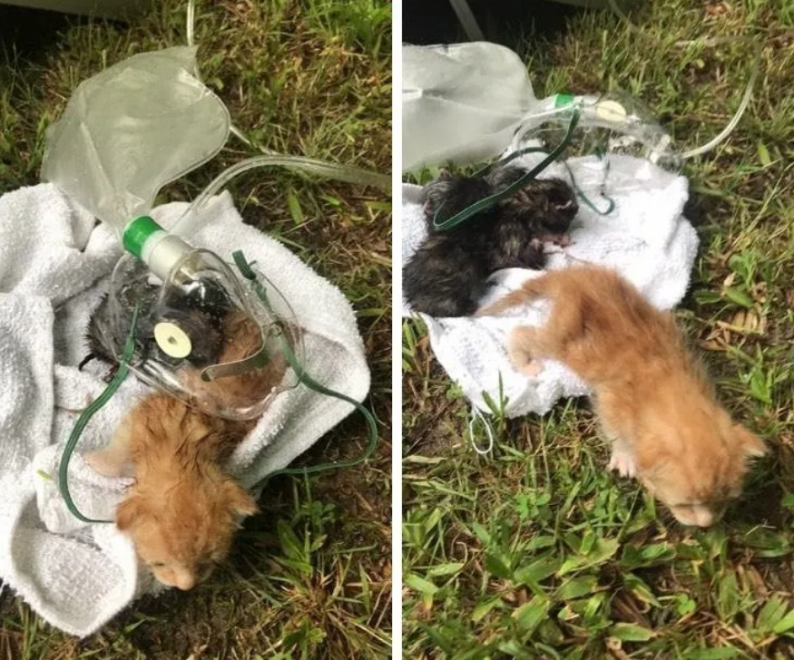 流浪猫躲在垃圾堆过冬,垃圾堆意外被烧,仅有5只小猫有