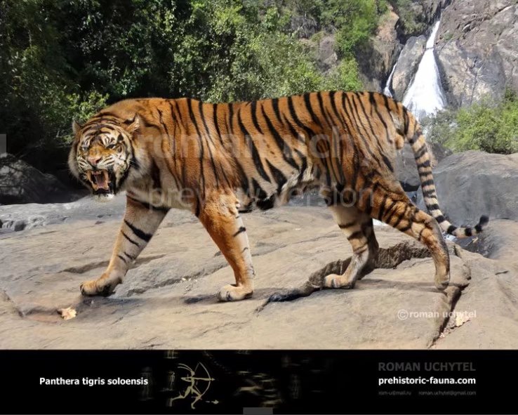 中国境内真实的史前狮虎大战 洞狮vs古西伯利亚虎