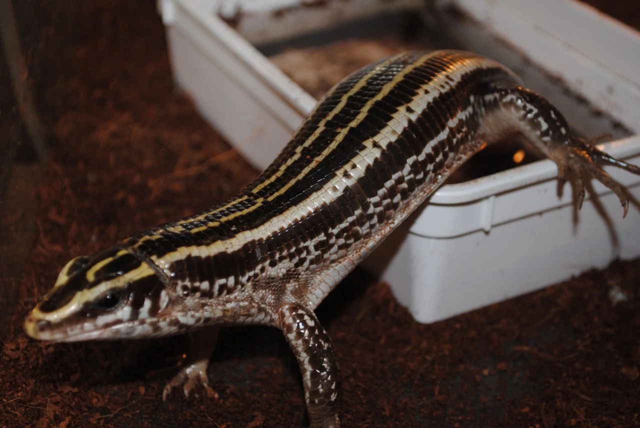 盾甲蜥它算最温柔的蜥蜴一种全副武装的大家伙