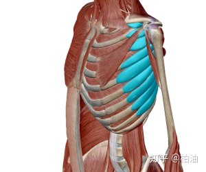蓝色的就是前锯肌,连接肩胛骨的深面和第1-9根肋骨